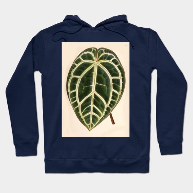 Anthurium crystallinum - L'illustration horticole - Botanical Illustration Hoodie by chimakingthings